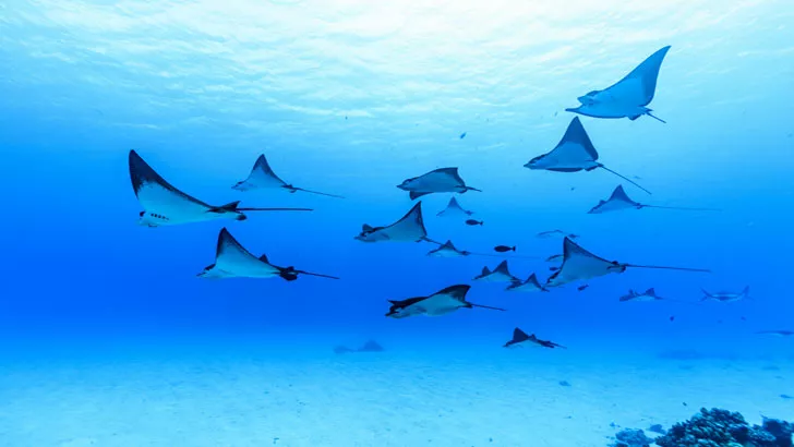 Dyslexia traced back to 430-million-year-old fish genes